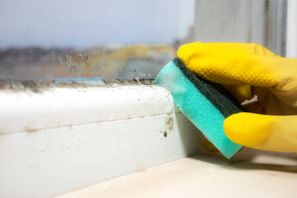 Best Black Mold Remediation in Aurora, SD