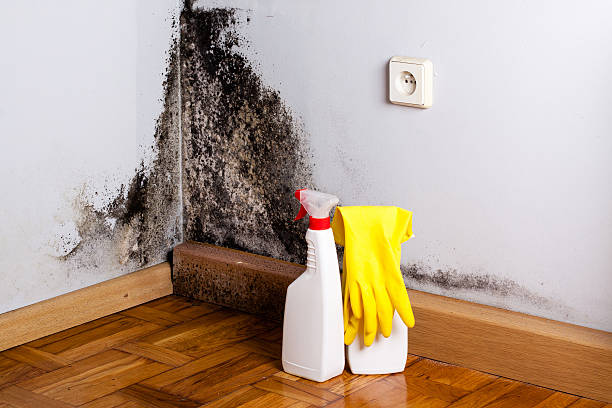 Best Basement Mold Remediation in Aurora, SD
